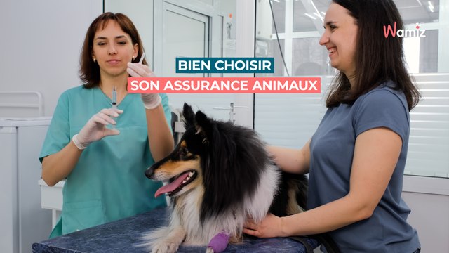 Conseils pour bien choisir son assurance animaux