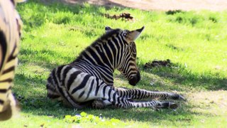 National Zoo in Canberra welcomes newborn zebra foal