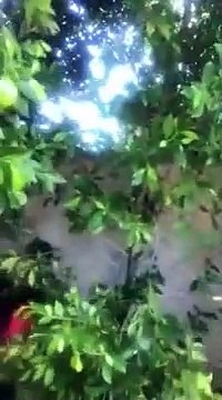 Scarlett Johansson, Margot Robbie y más en el “Boss Bitch Fight Challenge”