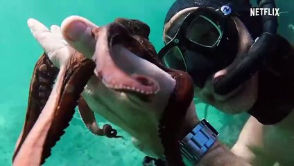 Mi maestro el pulpo | Tráiler oficial