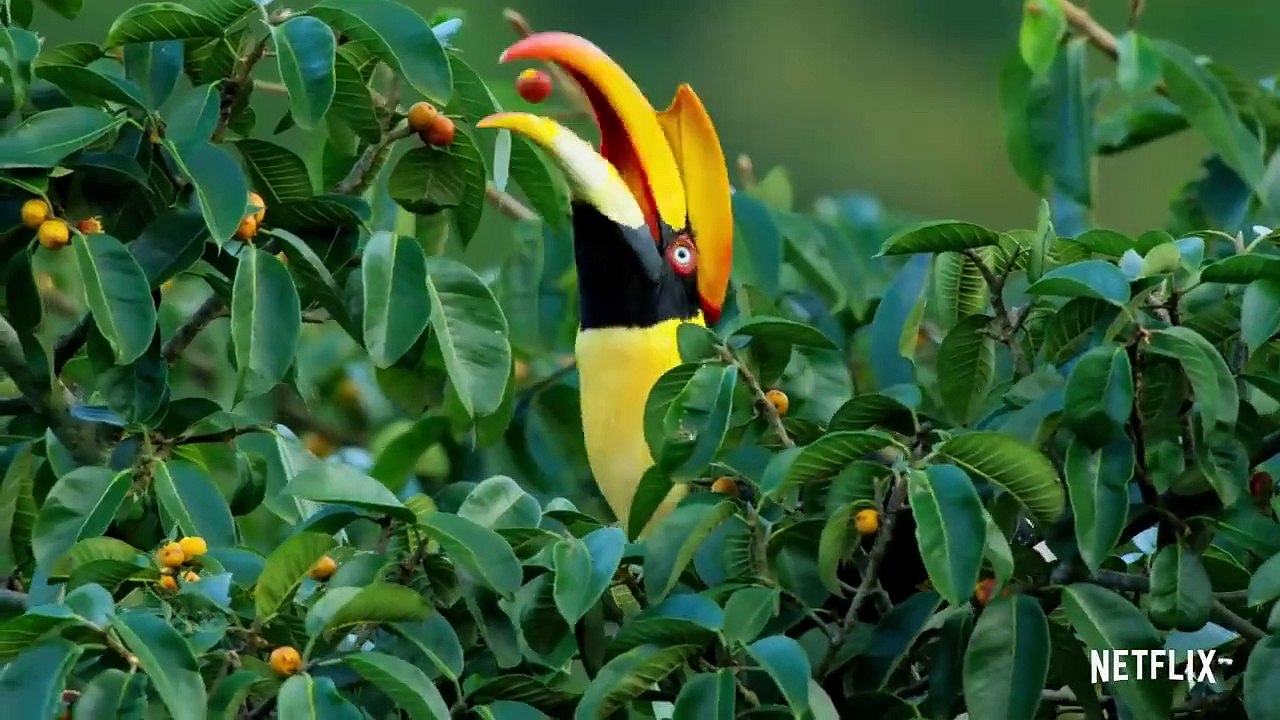 David Attenborough: Una vida en nuestro planeta | Tráiler oficial