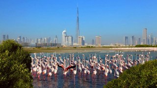 تعرّف على هيئة البيئة والتغير المناخي في دبي