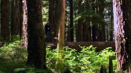 Hongos fantásticos | Tráiler oficial