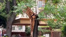 Pioggia e vento a Palermo, paura alla Zisa per un tronco di un albero spezzato