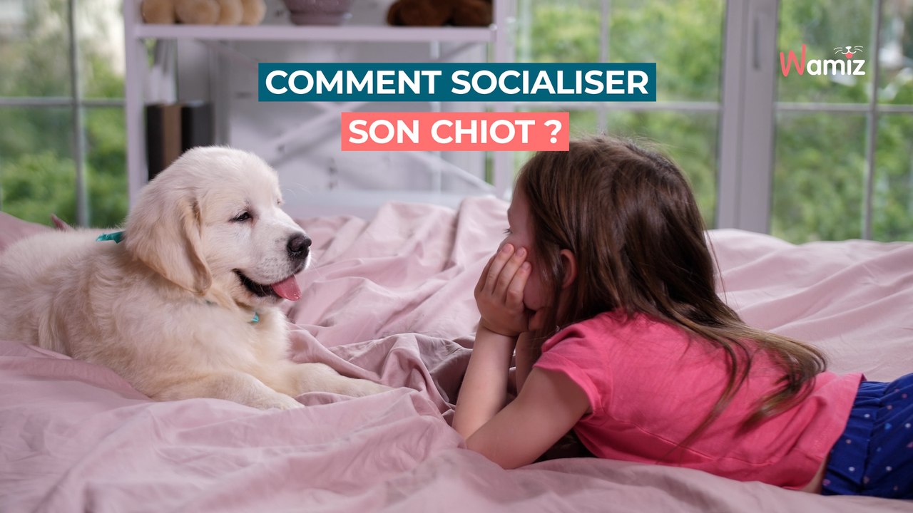 Comment socialiser son chiot ?