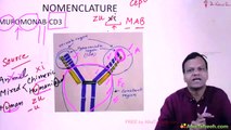 Monoclonal antibodies // anti cancer and IMG pharmacology