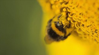 Study Reveals Bumblebees' Surprising Ability to Survive Underwater