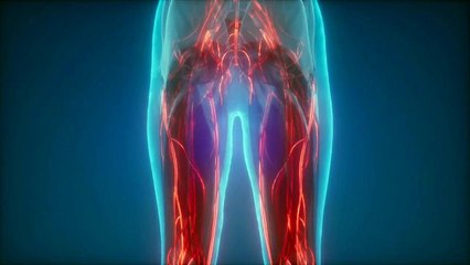 الحلقة الثالثة | إمامُ الأطبَّاء؛ علاءُ الدِّينِ ابنُ النّفيس⏪