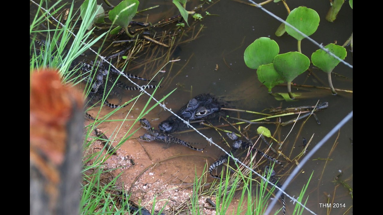 (160) BRASILIEN Sehenswert 2 | Mata Grosso/do Sul, Goiânia, Brasília, Paraná, Rio Grande, Santa Ana