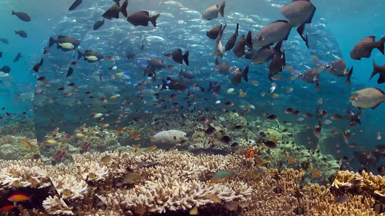 Planète Terre, le triomphe de la vie : un documentaire à voir sur France 2