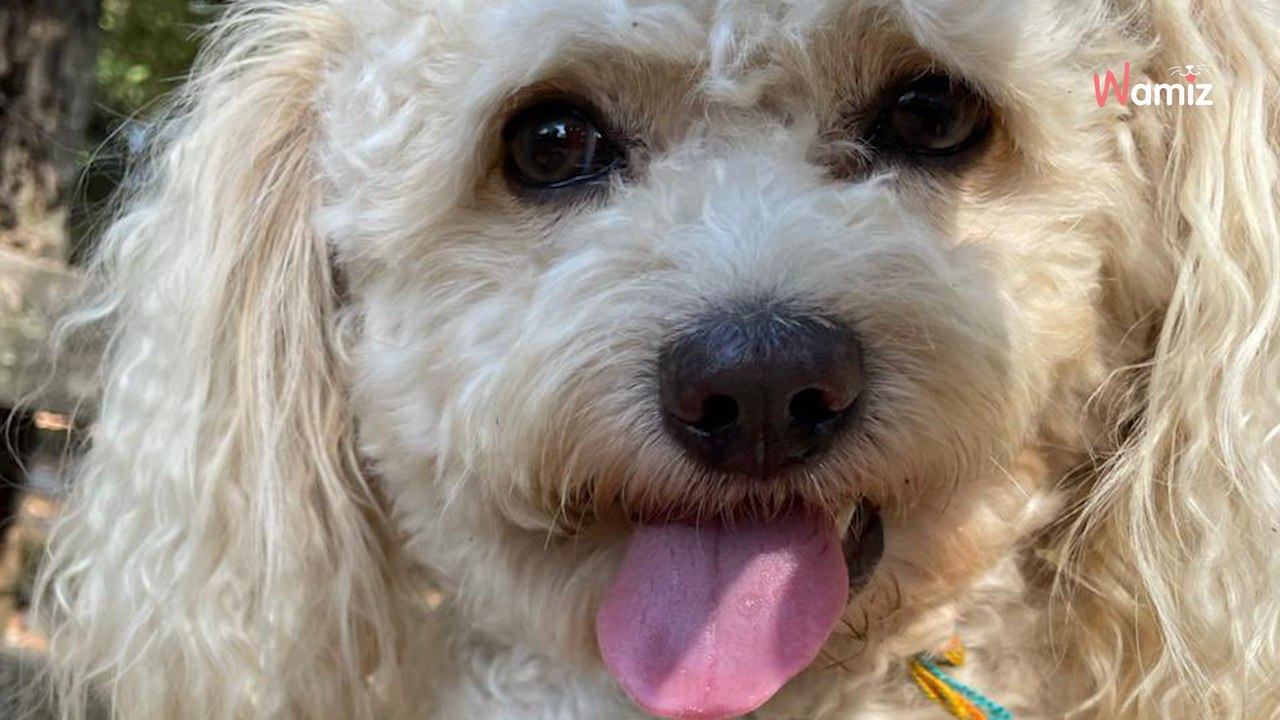 Ce chien part à la campagne chez ses grands-parents : dès la fin de la première journée, il n'a plus le même look !