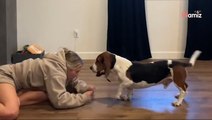 « Vous avez lentement gagné la confiance d’un chien » : un Basset Hound abandonné s'adapte à sa nouvelle vie