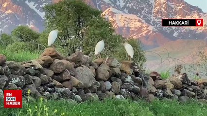 Hakkari'de sığır balıkçılı görüldü
