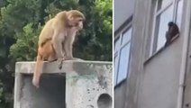 Fatih’te firari maymun ‘Momo’ görenleri şaşkına çevirdi: Binalara tırmanan maymun, ilgi odağı oldu