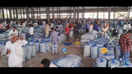 मिलर्स की मांग घटने से सोयाबीन, सरसों व चना में मंदी