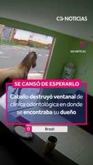 Se cansó de esperar a su dueño y rompió un vidrio