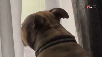 Le chien se réveille d'une sieste et croit être seul à la maison : 266K personnes ont les larmes aux yeux (vidéo)