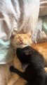 Black Cat Licks and Hugs Orange Cat