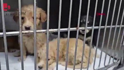 Zonguldak'ta hamile bir köpek pompalı tüfekle vuruldu, yavrusu öldü