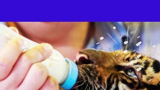 How to Care for a Tiger Cub