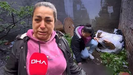 Mahallelinin baktığı 3 yavru kedi öldürülmüş halde bulundu! Gözyaşları içinde dehşeti anlattı