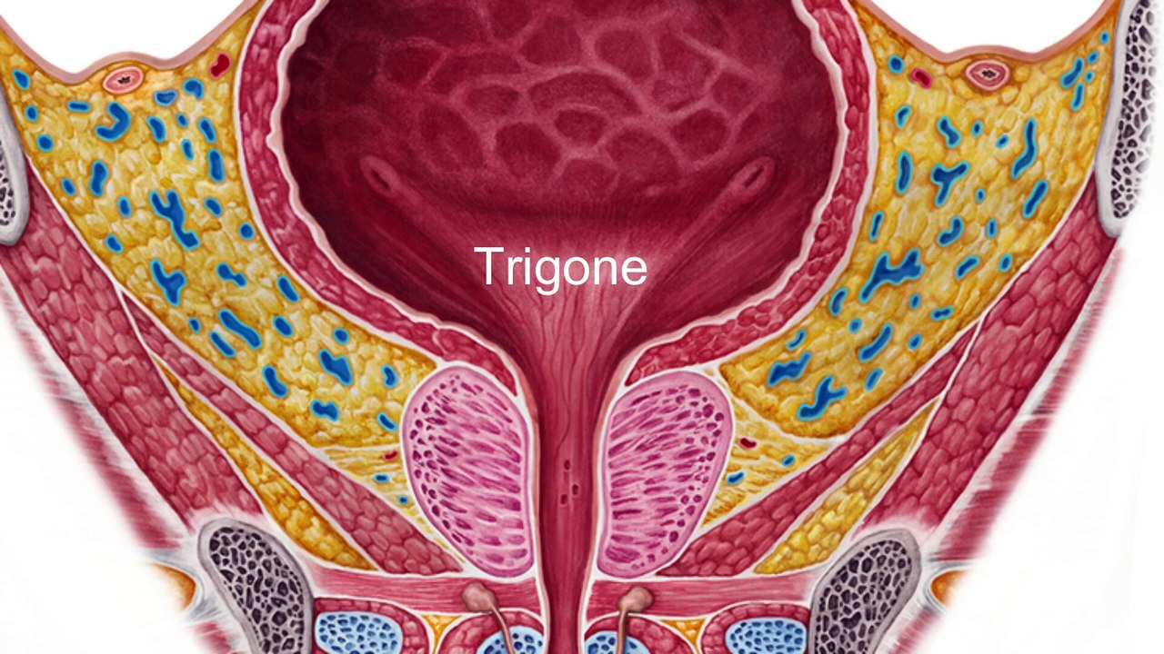 Diagnostic Cystoscopy How to Perform