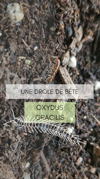 Une drôle de bête dans les pots des plantes !