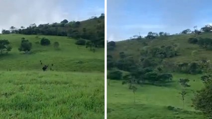 Скачать видео: Combates entre Ejército y disidencias han obligado la evacuación de centros educativos en Argelia, Cauca