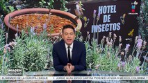 Hoteles para insectos en la CDMX: ¿En qué consisten?