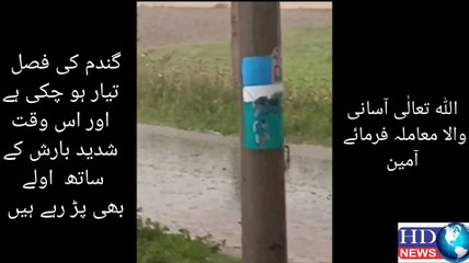 گندم کی فصل  تیار ہو چکی ہے  اور اس وقت  شدید بارش کے ساتھ  اولے بھی پڑ رہے ہیں  اللہ تعالٰی آسانی والا معاملہ فرمائے آمین