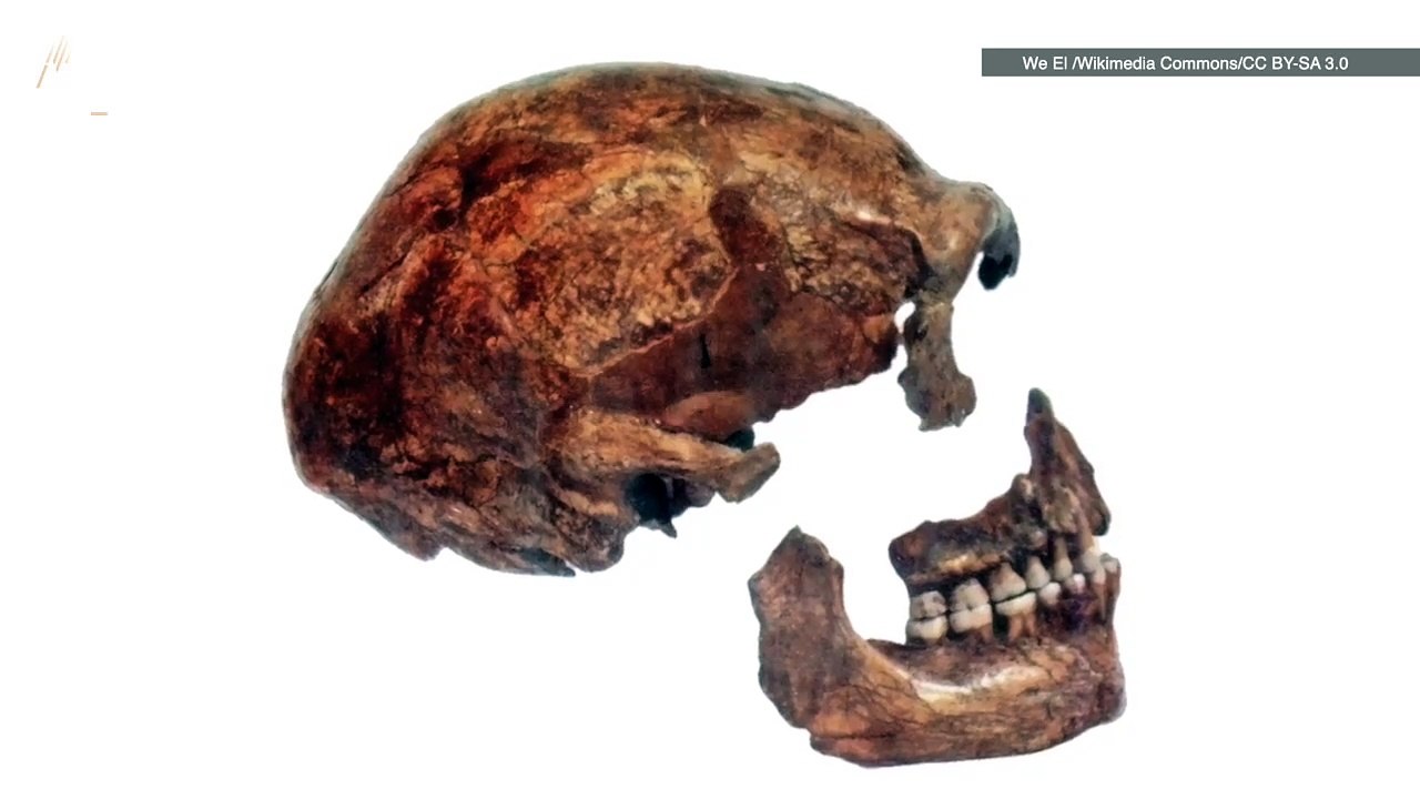 Check Out These Amazing Neanderthal Bones!