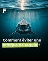 Comment éviter une attaque de requin ? 