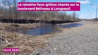 Extrait rainette faux-grillon boulevard Béliveau avril 2024