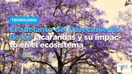 El adelanto del florecimiento de las jacarandas y su impacto en el ecosistema