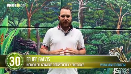 Liberaron un ocelote en el norte de Antioquia