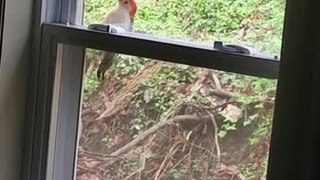 Woodpecker Pecks on Glass Window Every Morning