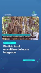 Pérdida total en cultivos del norte integrado