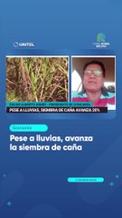 Pese a lluvias, avanza la siembra de caña