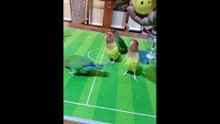 Smart Pets playing Basketball