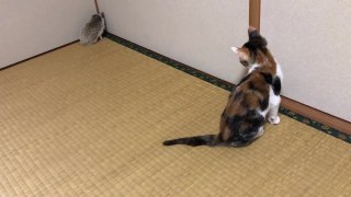 Cat Gets Startled by Hedgehog
