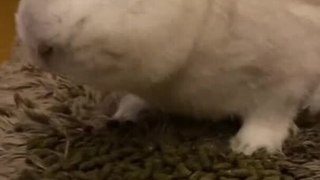 Rabbit Flips Plate Upside Bowl While Eating From It