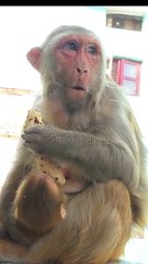 Monkey Shorts Video, Animal's Shorts, Shorts Video #Animalsvideo#Viralvideo#Trendingvideo