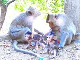 Monkey Video, New Animal Video,Indan Animals Video #Monkeyshorts#Wildanimals#Animalsvideo