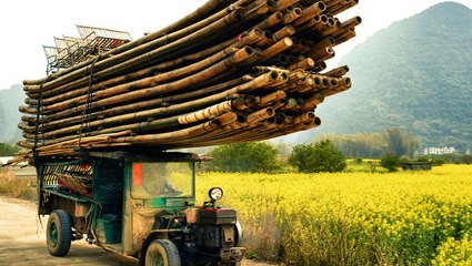 Can bamboo replace paper and plastic? And should it?