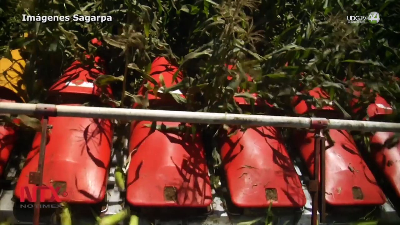 Consultora registra importación de maíz blanco para consumo en México; alerta a tortilleros