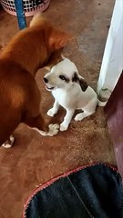 kulitan ng makulit at maldito