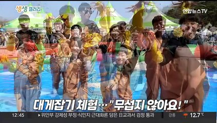 [생생갤러리] 대게 잡기 체험…"무섭지 않아요!" 外