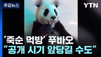 푸바오, 중국서 '폭풍 먹방'... "적응 빨라져 공개시기 앞당겨질 수도" [앵커리포트] / YTN