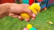World Cute Chickens, Colorful Chickens, Rainbows Chickens, Cute Ducks, Cat, _High