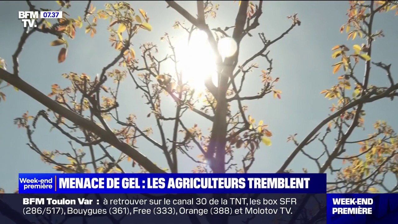 Menaces de gel: les agriculteurs redoutent des températures négatives alors que les premiers bourgeons sont sortis